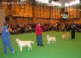 Labrador CRUFTS-2006 