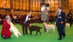 Labrador CRUFTS-2006 