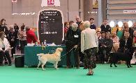 crufts_2011