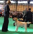 crufts_2011