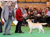 crufts_2011