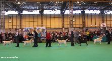 crufts_2011