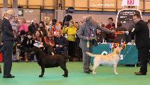 crufts_2011