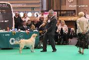 crufts_2011