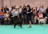 crufts_2011