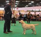 crufts_2011