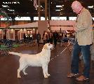 crufts_2011