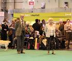 crufts_2011_21s.jpg (6108 bytes)