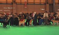 crufts_2011