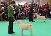 crufts_2011