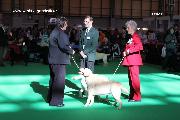 crufts_2011