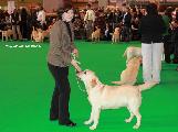 crufts_2011