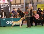 crufts_2011