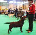 crufts_2011