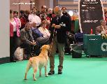 crufts_2011