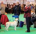 crufts_2011