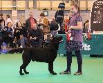 crufts_2011