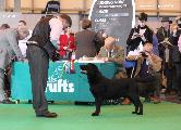 crufts_2011