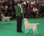 crufts_2011