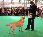 crufts_2011