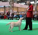 crufts_2011