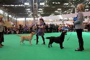 crufts_2011