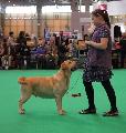 crufts_2011