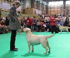 crufts_2011