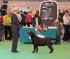 crufts_2011