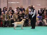 crufts_2011