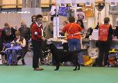 crufts_2011