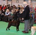 crufts_2011