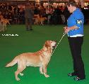 crufts_2011