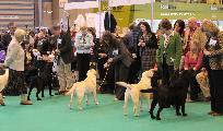 crufts_2011