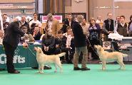 crufts_2011