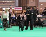 crufts_2011