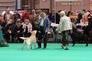 crufts_2011