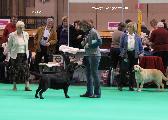 crufts_2011