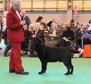 crufts_2011