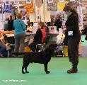 crufts_2011