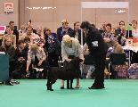 crufts_2011