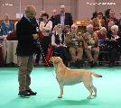 crufts_2011