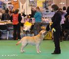 crufts_2011