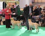 crufts_2011