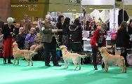 crufts_2011