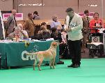 crufts_2011