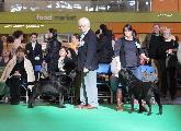 crufts_2011