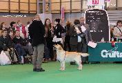 crufts_2011