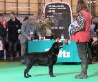 crufts_2011