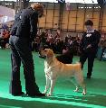 crufts_2011